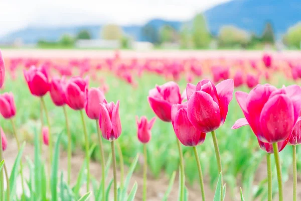 Romantic pink tulips flowering and opening up, on a flower farm field. Selective focus on some tulips, and blurry depth of field. — Stock Photo, Image