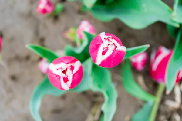 Bird's eye view of a pink and white tulip, looking down, on a flower farm field. Bright green leaves showing, and depth of field with other flowers. — Stock Image Bird's eye view of a pink and white tulip, looking down, on a flower farm field. Bright green leaves showing, and depth of field with other flowers. Stock Photo