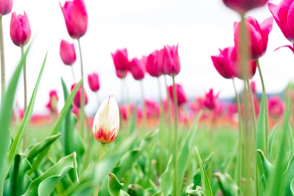 White and red french tulip in a flower field, among pink triumph tulips, with a blurry background, and focus on one different flower. — Stock Image White and red french tulip in a flower field, among pink triumph tulips, with a blurry background, and focus on one different flower. Stock Image