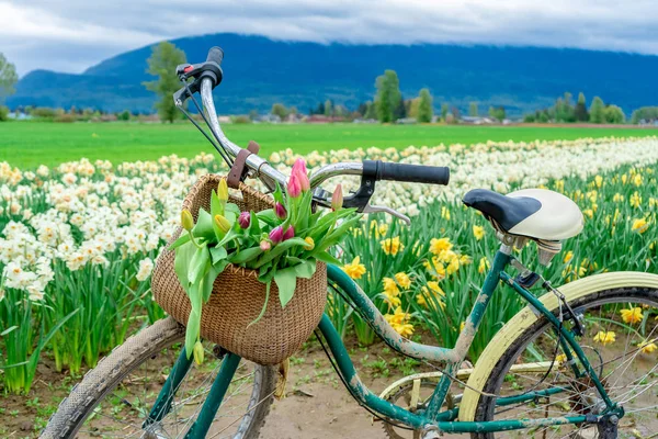 Typical Dutch bike with a basket of tulips in a bike basket in front, on a flower farm, with daffodils in the background.