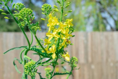 Kale biennial plant bolting (i.e. going to seed) in the spring. Image shows a bee pollinating the yellow kale flowers in a home garden, to practice seed saving. clipart