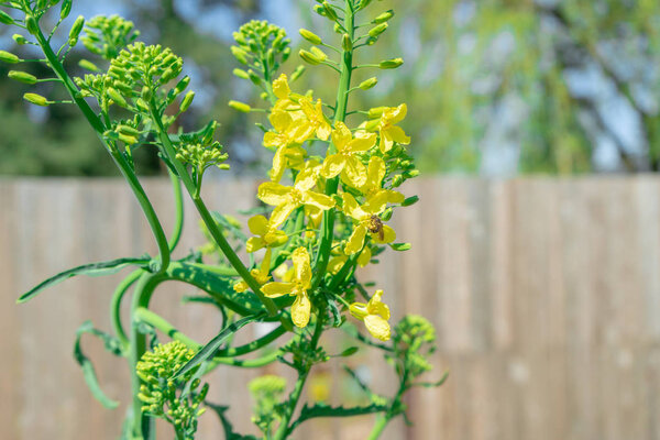 Kale biennial plant bolting (i.e. going to seed) in the spring. Image shows a bee pollinating the yellow kale flowers in a home garden, to practice seed saving.