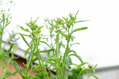 Kale çiçekleri, bulutlu beyaz gökyüzüne karşı, dağınık ışıkla, bir kale bienal, yenilebilir sebze bitkisi üzerinde oluşmak üzere. Kale çiçek oluşturuyor.