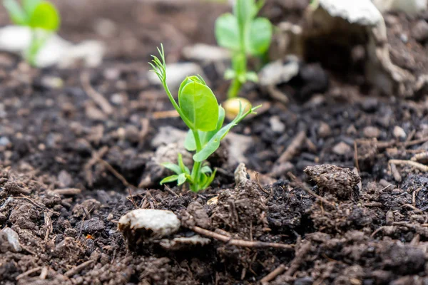 Close up of a pea shoot growing out of compost soil in a home garden, in springtime season. Used as a microgreen or grown for pods.