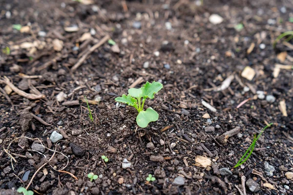 Microgreen adiantado de uma planta cultivada de sementes de couve, que emerge do solo de composto, em uma horta. Cultivando o vegetal folhoso de sementes, que acaba de germinar . — Fotografia de Stock