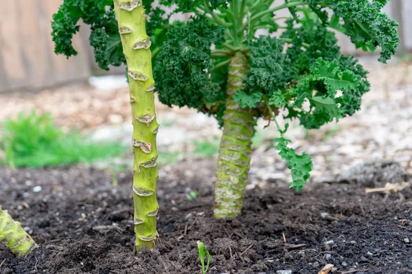 Tallo de col rizada que crece del suelo en el compost del suelo, mostrando dónde se cortaron las hojas y la col rizada siguió creciendo durante el invierno, en primavera. . —  Fotos de Stock