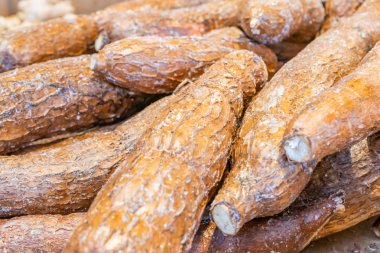Parlak ışık altında yuca kök yumrular kazık, koyu kahverengi deri ile
