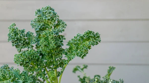 Young, healthy green curly kale plant growing in patio vegetable garden, with room for text as a background. Nutritious superfood is a cut and come again, winter leafy vegetable. Cruciferous brassica.