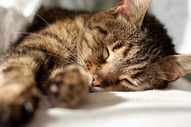 Bir yatak kedisine huzurlu bir şekilde uyuyan yakın. Sıcak doğrudan güneşin altında. Kapalı gözler, burun yakından, odaklı olmayan pençeleri