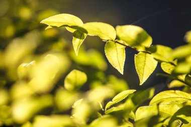 Seçici odak yeşil arka aydınlatma güneşli bir gün içinde yaprakları