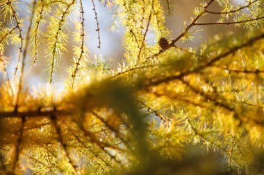 Güneş tarafından yaktı karaçam ağaçlarının sarı arka ışık iğneler. Metin için yer yeri Kopyala