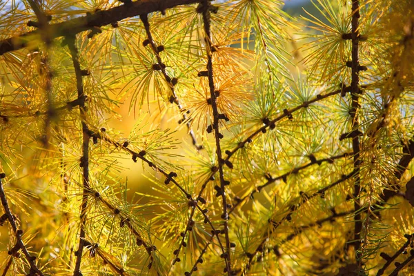 Aiguilles jaunes de mélèzes éclairées par le soleil. Espace de copie place pour le texte Images De Stock Libres De Droits