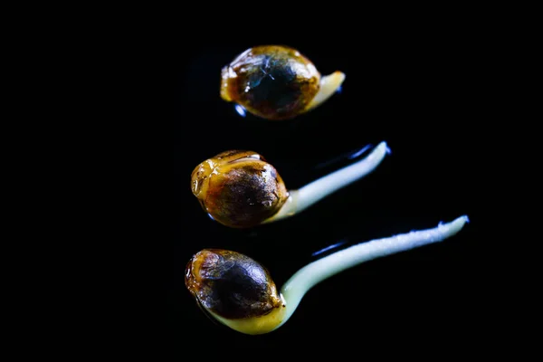 Öppnandet av cannabis frön på den svarta bakgrunden i droppe vatten THC CBD, grobarhet av cannabis frön, groning. Stockbild