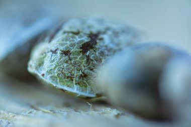 Taze ahşap parçası üzerinde Tıbbi Kenevir Tohumu Makro Fotoğraf.