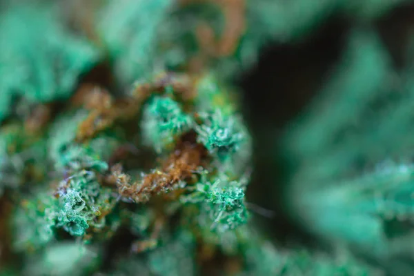 Makrofoto von medizinischem Cannabis - Makroansicht. Stockfoto