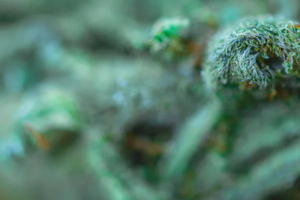 Makrofoto von medizinischem Cannabis - Makroansicht. Stockfoto