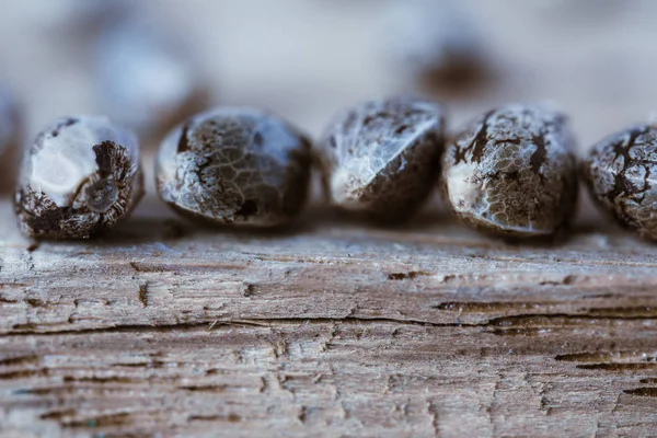 Makrofoto medizinischer Cannabis-Samen auf dem frischen Stück Holz. Stockfoto