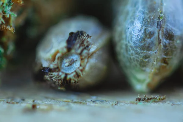 Makro foto av medicinsk cannabis frön på den färska träbiten. Stockbild