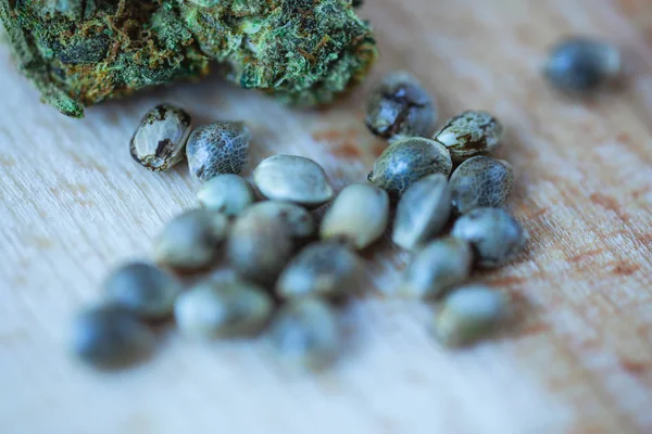 Makro foto av medicinsk cannabis och marijuana frön på färska träbit. Stockbild