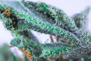 Tıbbi Esrar CBD THC - makro görünüm.