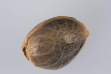 Tek Kenevir Tohumu - THC CBD Beyaz torba üzerinde makro görünüm tohumlar