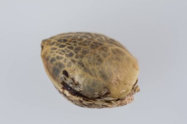 Tek Kenevir Tohumu - THC CBD Beyaz torba üzerinde makro görünüm tohumlar