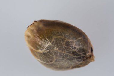 Tek Kenevir Tohumu - THC CBD Beyaz torba üzerinde makro görünüm tohumlar