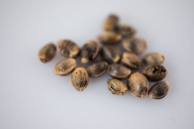 Esrar Tohumları - THC CBD Beyaz arka grup üzerinde makro görünüm tohumlar