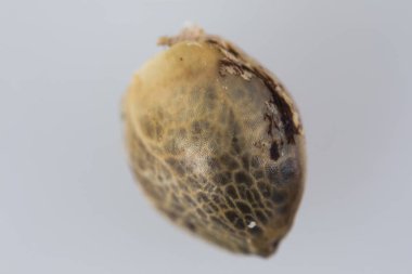 Tek Kenevir Tohumu - THC CBD Beyaz torba üzerinde makro görünüm tohumlar