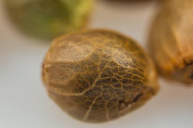 Esrar Tohumları - THC CBD Taze parça üzerinde makro görünüm tohumlar 