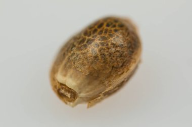 Tıbbi Kenevir Tohumu - THC CBD Beyaz ba üzerinde makro görünüm tohumlar