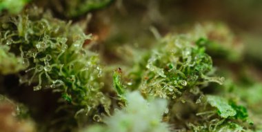 Marihuana, çiçek esrarı, trikolar ve pastaların makro görünümü.