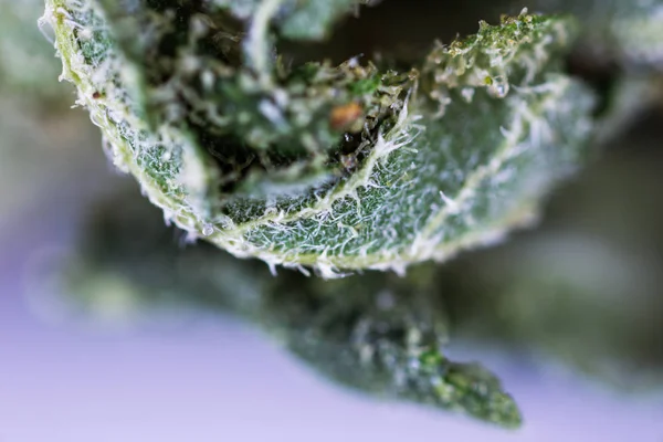Medical Cannabis Cbd Thc Widok Makro — Zdjęcie stockowe