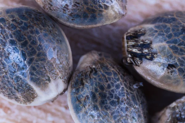 Semillas Cannabis Vista Macro Pieza Madera Fresca — Foto de Stock