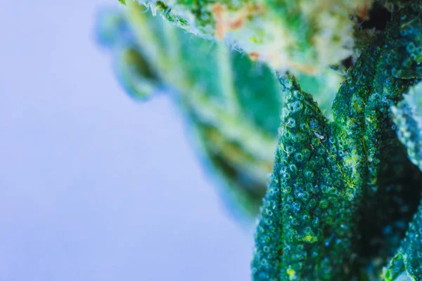 Cannabis Médico Cbd Thc Macro View — Foto de Stock
