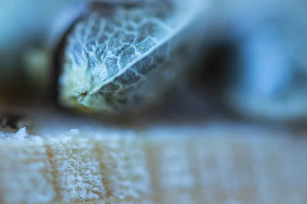 Semillas Cannabis Vista Macro Pieza Madera Fresca — Foto de Stock