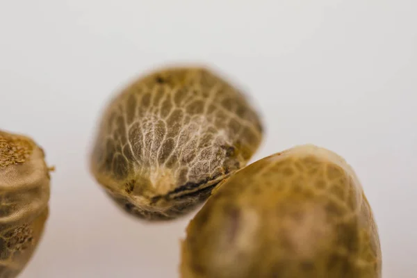 Semillas Cannabis Thc Cbd Seeds Macro View Fresh Piece — Foto de Stock