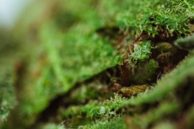 Tıbbi Esrar CBD THC Üçlüleri - makro görünüm.