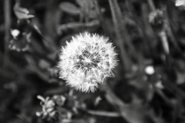 Siyah Dandelion Puffs