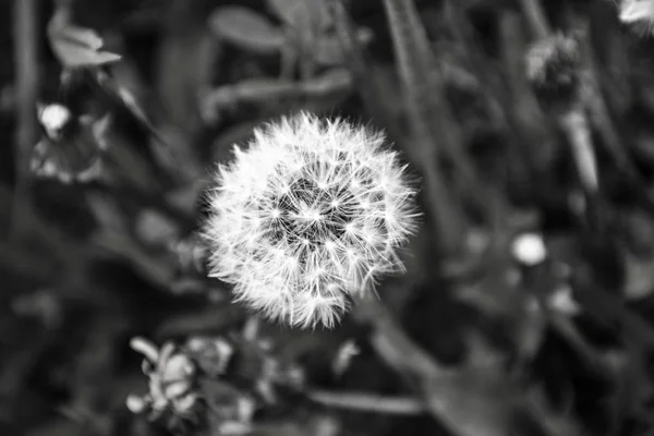 Dandelion Puffs in Black — Stock Photo, Image