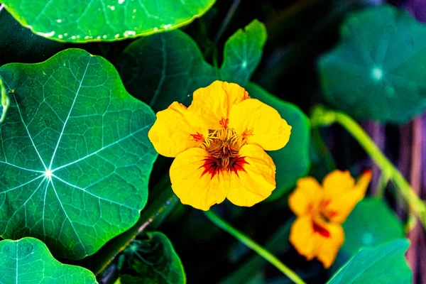 Tropéolo menos nastúrcio amarelo — Fotografia de Stock