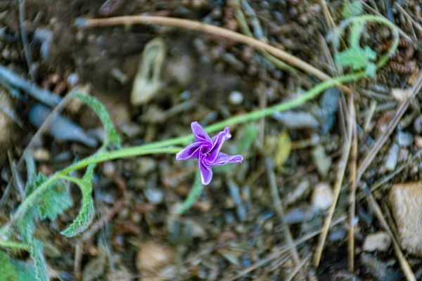 ピンクの花の幾何学 — ストック写真