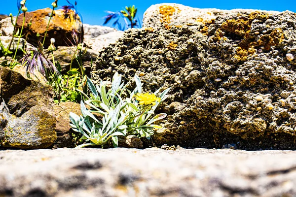 Flower and rock — Stock Photo, Image