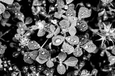 yeşil yağmur damlaları