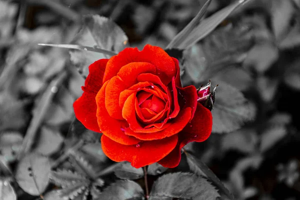 Red passion a rose glowing from the grey — Stock Photo, Image