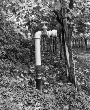 Yaş-eski doğa ve şarap