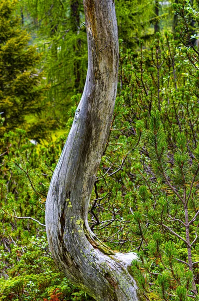 Arbre courbé parmi les pins luxuriants — Photo