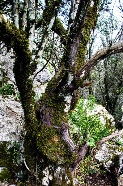 Hayatın üstündeki yaşam — Stok fotoğraf