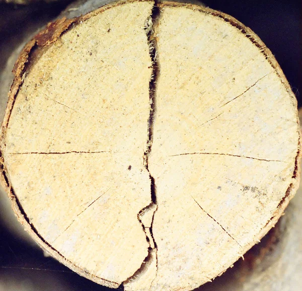 Sprucken rundad trunk — Stockfoto