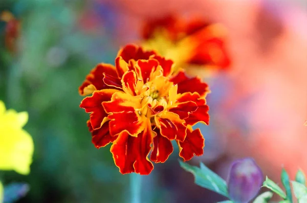 Red and orange yellow carnation number 1 — Stock Photo, Image